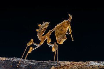 Phyllocrania paradoxa, common name ghost mantis, is a small species of mantis from Africa remarkable for its leaf-like body