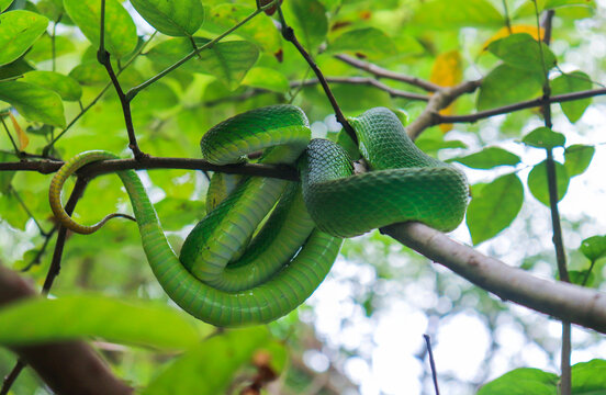 green tree python
