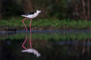 Balck-winged stilt (Himantopus himantopus)