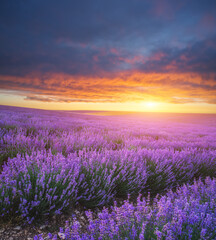 Plakat Meadow of lavender at sunset.