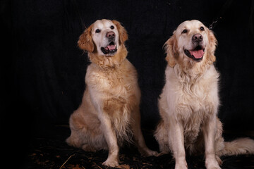 two golden retriever dogs against a black background