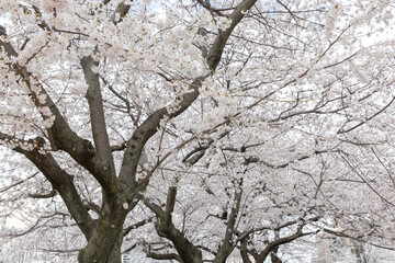 Fototapeta na wymiar Cherry blossom trees in Roosevelt island at New York City