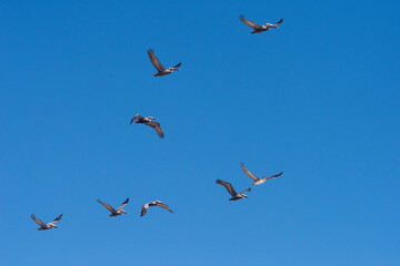 Pelicans Fly in Formation