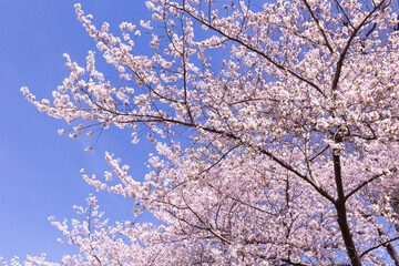 Cherry blossom trees in Central Park at New York City