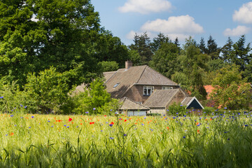 Fototapeta na wymiar Picturesque Dutch farm with colourfull cornfield in the front