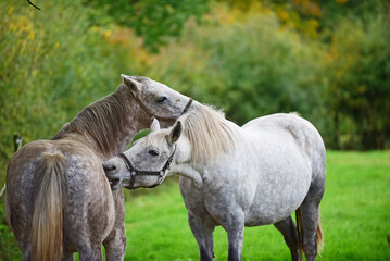Grey Connemara ponies mutual grooming in field 