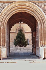 Christmas tree in to a patio