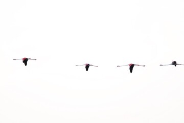 Flamingos flying in a queue in the white sky