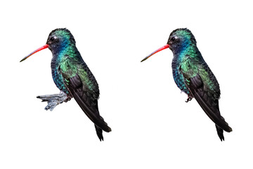 Broad-billed Hummingbird (Cynanthus latirostris) Photo With Transparent Background, With and Without a Perch....You Can Place the Un-perched Bird Anywhere You Choose