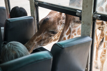 giraffes beg for food from travellers in bus at safari park