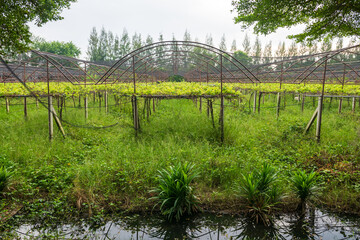 Organic vegetable farm in outdoor green house by small canal