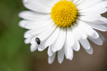 Brassicogethes aeneus - Meligethes aeneus - Common pollen beetle - Méligèthe du colza