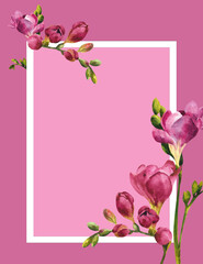 Watercolor card with flowers. Freesia branch and flower on a pink background