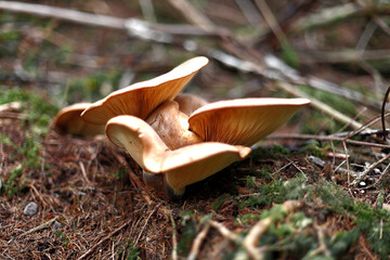 black forest mushrooms, schwarzwald pilze, грибы чёрного леса