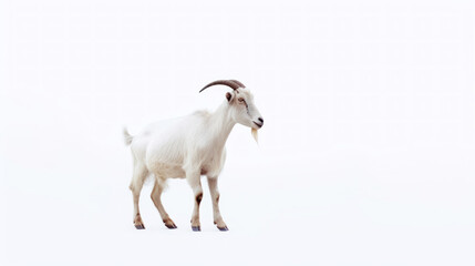 Obraz premium animal on the white Background a Goat generative ai