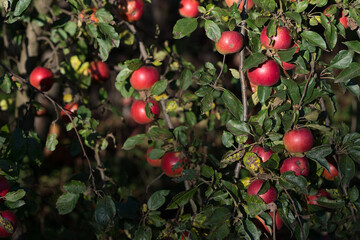 Ripe red apples on the branches in the rays of the setting evening sun. Background
