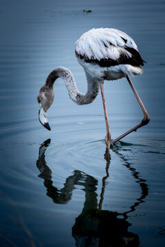 juvenile flamingo in the water