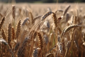 Obraz na płótnie Canvas Close-up of a field of barley. Generative AI