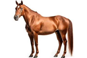 Quarter Horse Horse On White Background. Generative AI - obrazy, fototapety, plakaty