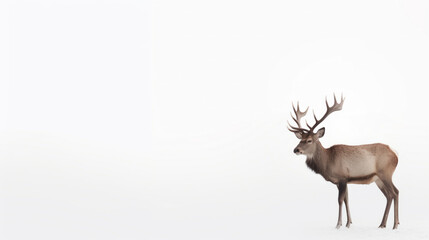 animal on the white Background a Deer generative ai