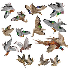  chasseur, gibier, attraper, porter, canard, sarcelle, pliet, tué, chassé, nature, faisan