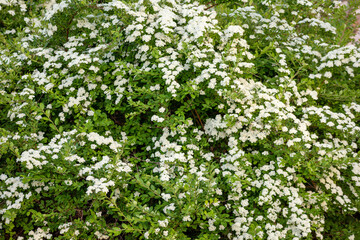A tree with white flowers in the spring