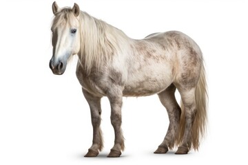 Naklejka na ściany i meble Welsh Pony Horse On White Background. Generative AI