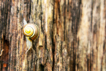 A snail is on a piece of wood and has a spiral pattern on its shell. © Jorens
