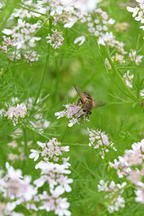 closeup the brown black honey bee hold on coriander flower with plants and leaves in the farm soft focus natural green brown background.