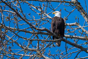 Eagle perched