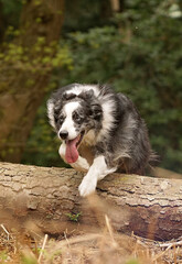 Fototapeta premium Welsh Collies running and jumping on a walk