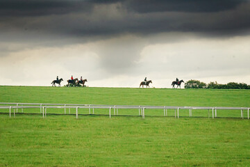 A String of Galloping racehorses exercising, thoroughbred
