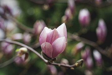 magnolia, Spring, (Magnoliaceae)