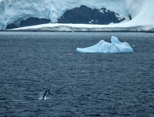 Humpback Whale Breaching in Charlotte Bay on the Antarctic Peninsula