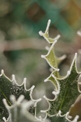 Leaves with the edge traced by snow