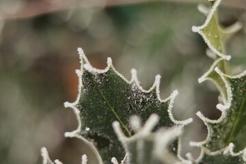 Leaves with the edge traced by snow