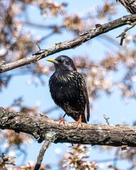 blackbird on a branch Flight of Fancy: A Colorful Portrait of European Starling 