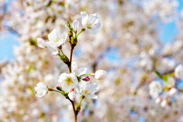 a blooming branch of a cherry plum tree