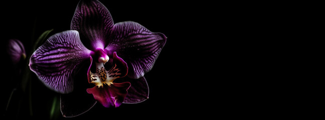 Dark Purple Orchid Flower Black