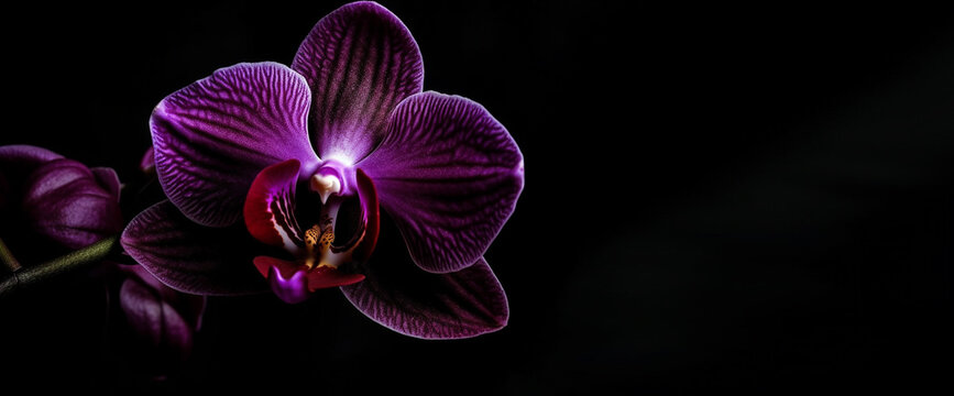 Dark purple orchid flower in black background generative ai