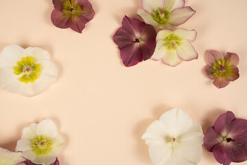 Beautiful fresh hellebore blooms on light cream background with copy space