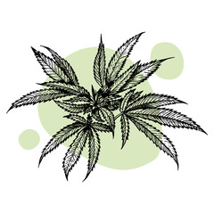 A beautiful sprig of cannabis. Botanical illustration in the style of line art. Plant engraving. Minimalism poster