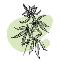 A beautiful sprig of cannabis. Botanical illustration in the style of line art. Plant engraving. Minimalism poster