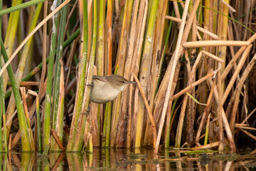 Clamorous reed warbler or Acrocephalus stentoreus observed near Nalsarovar India