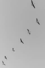 Pelicans in flight