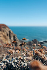 Puffy flowers overlooking the sea