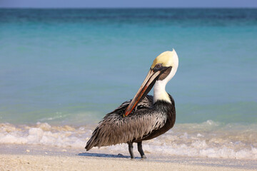 Portrait of pelican standing on sea waves background. Wild bird on a sandy beach