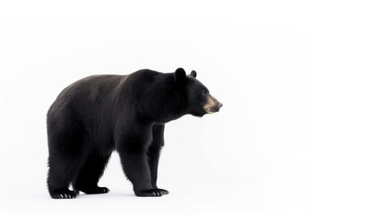 animal on the white Background a Black Bear generative ai