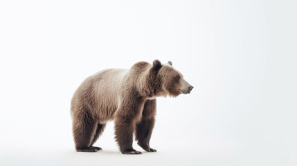 Fototapeta premium animal on the white Background a Brown Bear generative ai