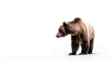 animal on the white Background a Brown Bear generative ai